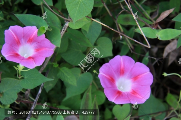 喇叭花,牽?；?紫色花