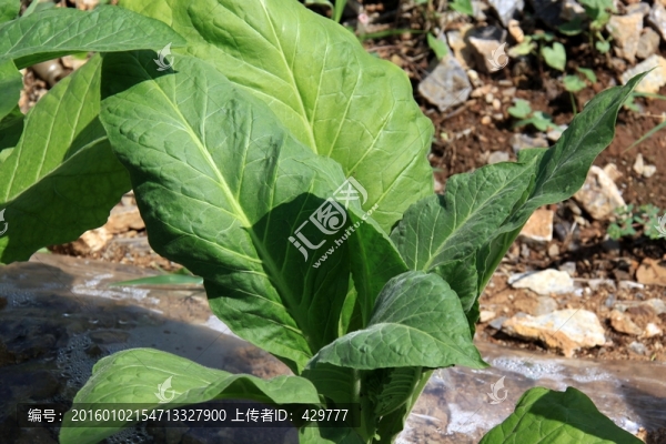 煙葉,煙苗
