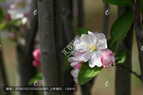 西府海棠