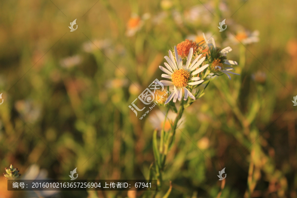 野菊花圖片