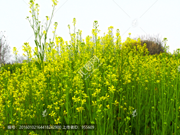 油菜花開