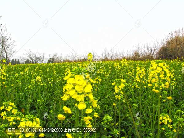 油菜花開
