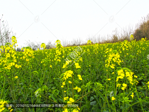 油菜花開(kāi)