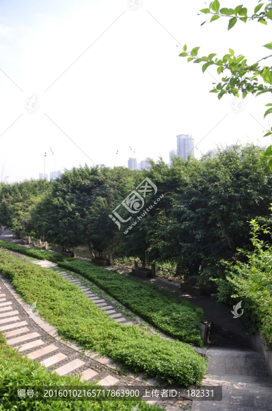 花草綠梯