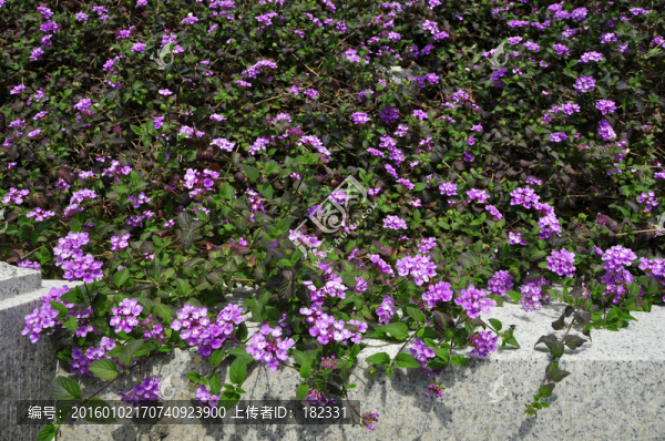 花圃花叢