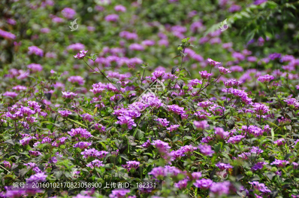 花叢紫嫣