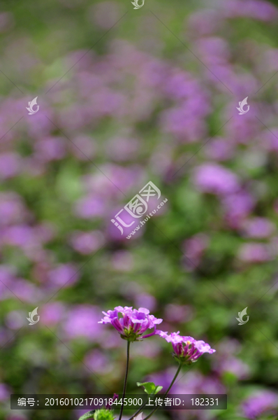 馬櫻丹