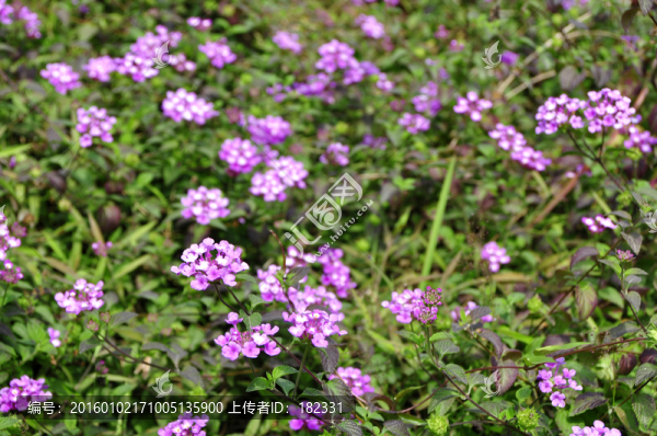 花卉馬櫻丹