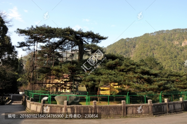 九華山,鳳凰松