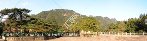九華山,鳳凰松