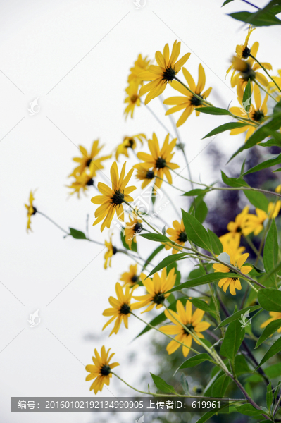 洋姜花