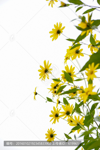 洋姜花