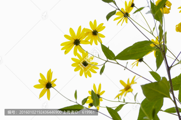 洋姜花