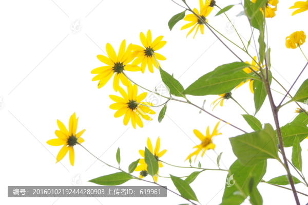 洋姜花