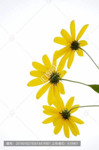 洋姜花