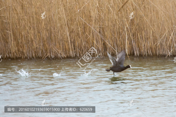 踏水起飛的水鳥