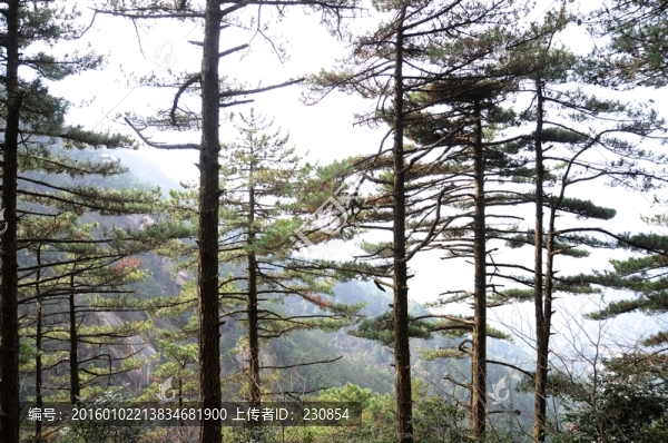 九華山風(fēng)光,樹木