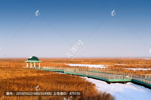 濕地,蘆葦,雪