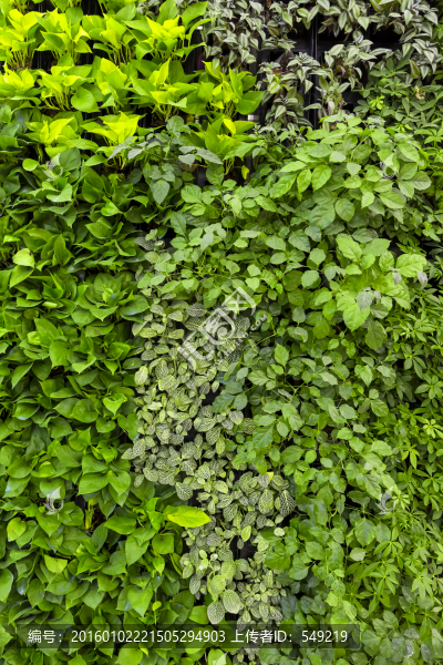 室內(nèi)植物墻