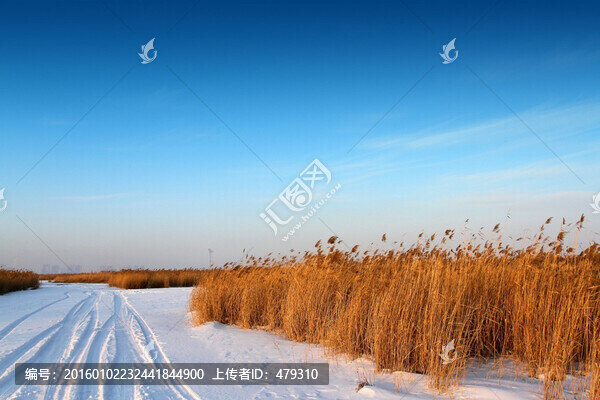 濕地,蘆葦,雪
