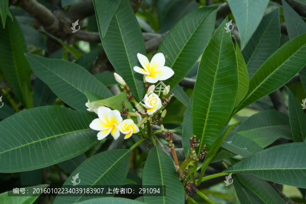 鮮花