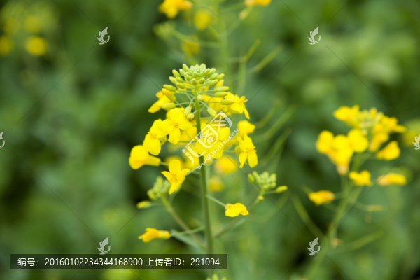 油菜花