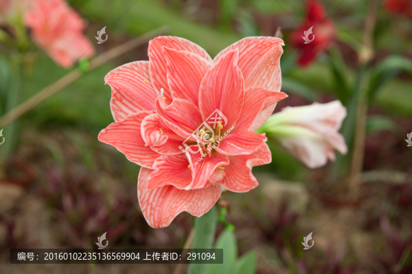 鮮花