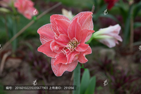 鮮花