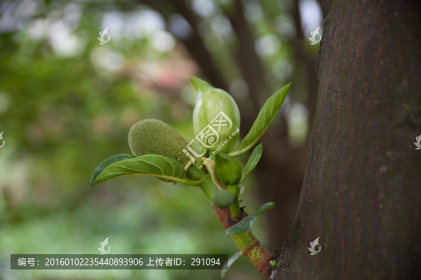 綠葉,小果