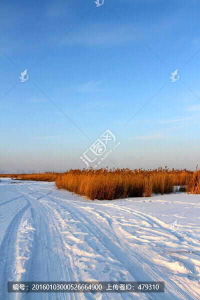 濕地,蘆葦,雪