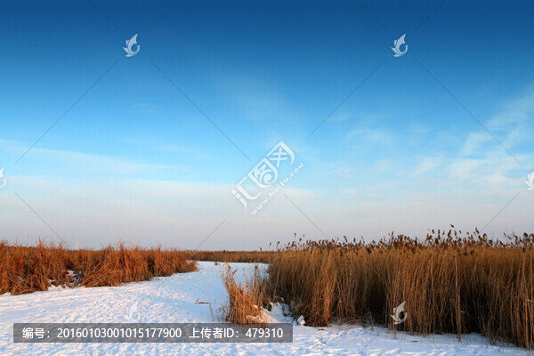 濕地,蘆葦,雪