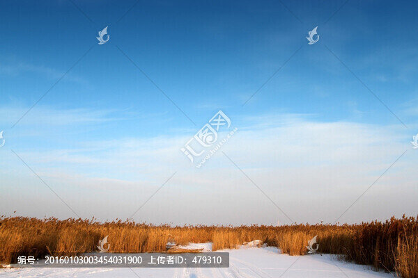 濕地,蘆葦,雪