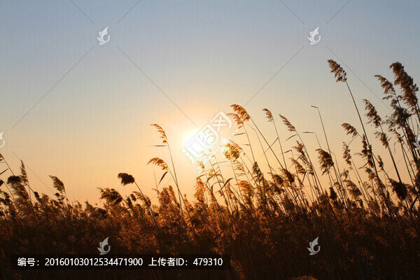 濕地,蘆葦,傍晚,雪中的蘆葦