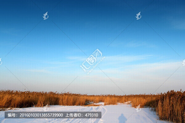 濕地,蘆葦