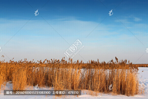 濕地,蘆葦,雪,觀光塔