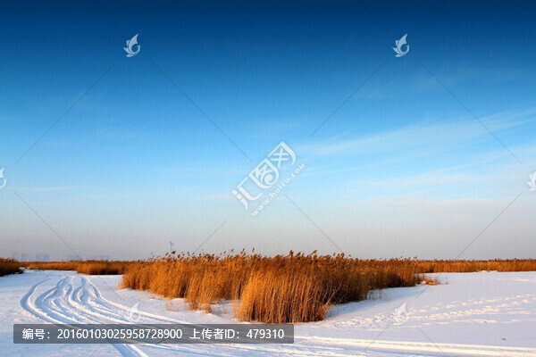 濕地,蘆葦,雪