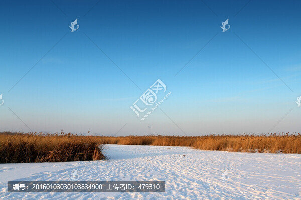 濕地,蘆葦,雪