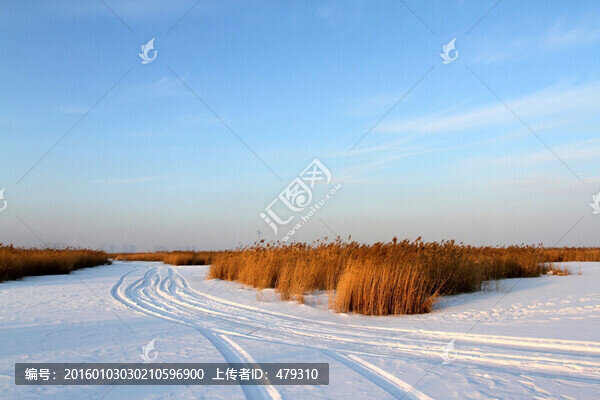 濕地,蘆葦,雪