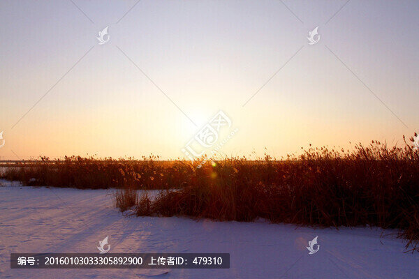 濕地,蘆葦,傍晚,雪中的蘆葦