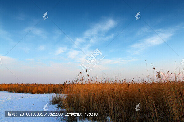 濕地,蘆葦,雪