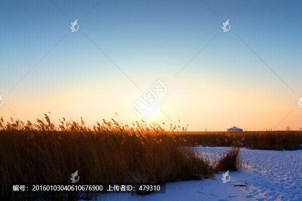 濕地,蘆葦,傍晚,雪中的蘆葦