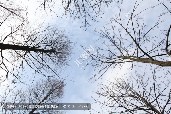 樹木