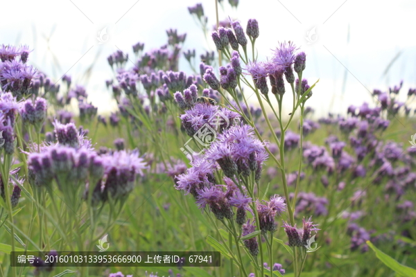 多倫草原紫色小野花