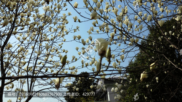 百合花,春天花開