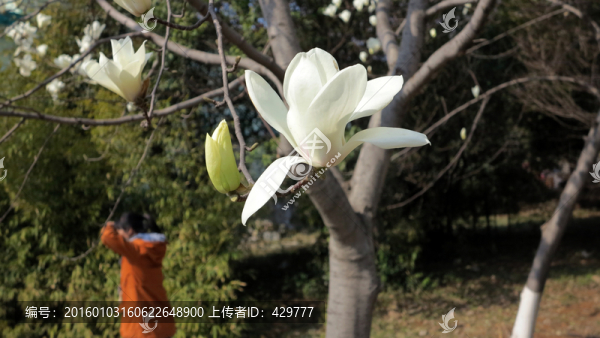 玉蘭花,白玉蘭