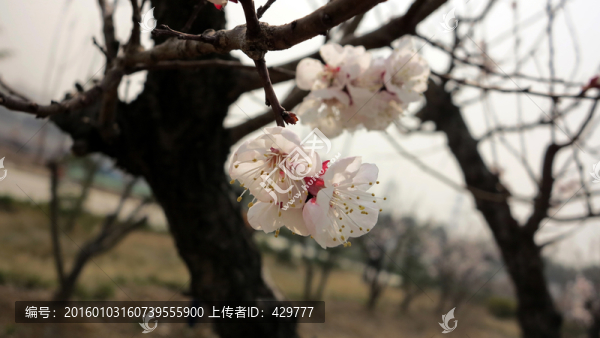 杏花,白色花