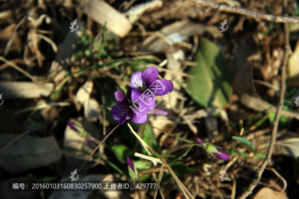紫色野花
