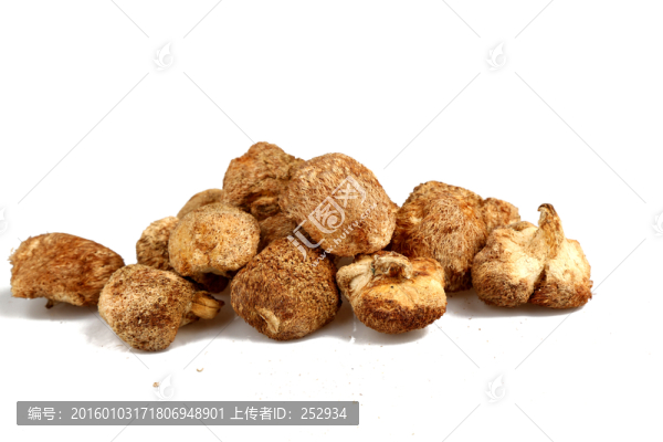 猴頭菇