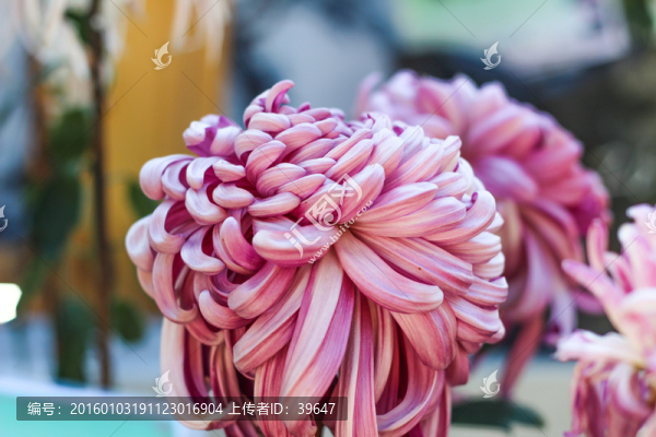 菊花