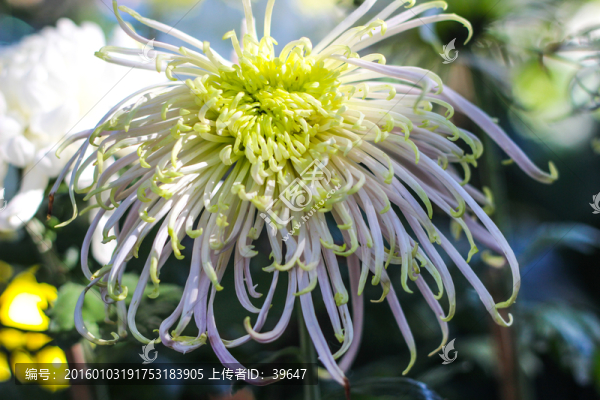 菊花